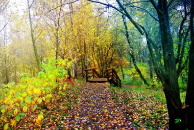Parlak renkler sonbahar. Moskova doğası. 2017