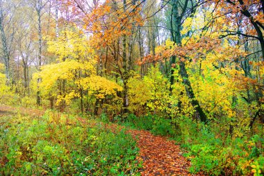 Parlak renkler sonbahar. Moskova doğası. 2017