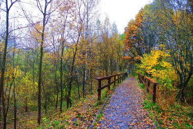 Parlak renkler sonbahar. Moskova doğası. 2017