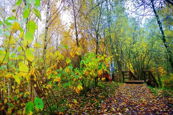 Parlak renkler sonbahar. Moskova doğası. 2017