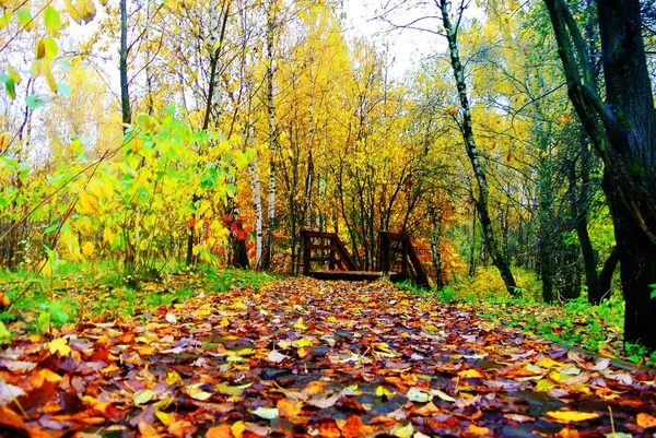 Parlak renkler sonbahar. Moskova doğası. 2017