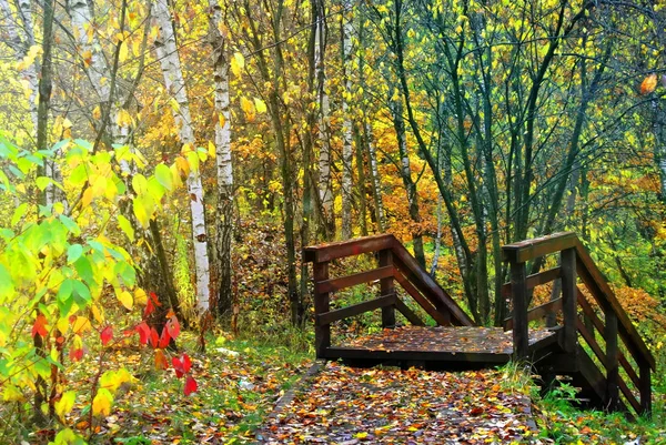 Los colores brillantes del otoño. La naturaleza de Moscú. 2017 — Foto de Stock