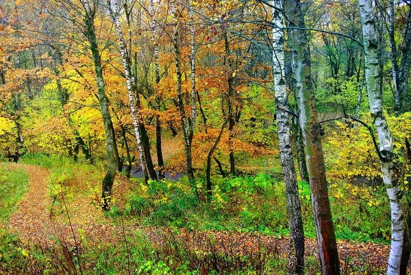 Los colores brillantes del otoño. La naturaleza de Moscú. 2017 — Foto de Stock