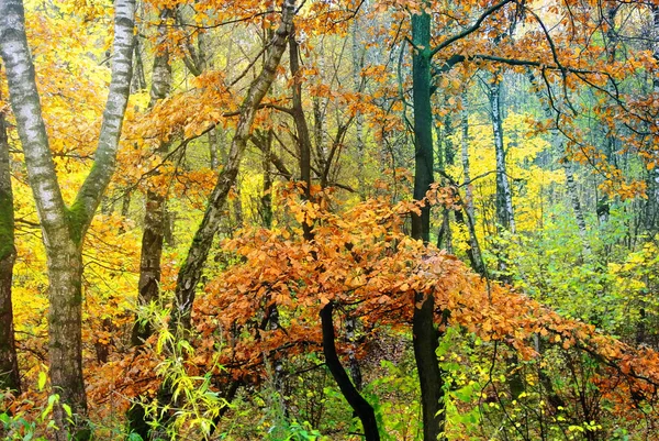 Bright colors of autumn. The nature of Moscow. 2017 — Stock Photo, Image