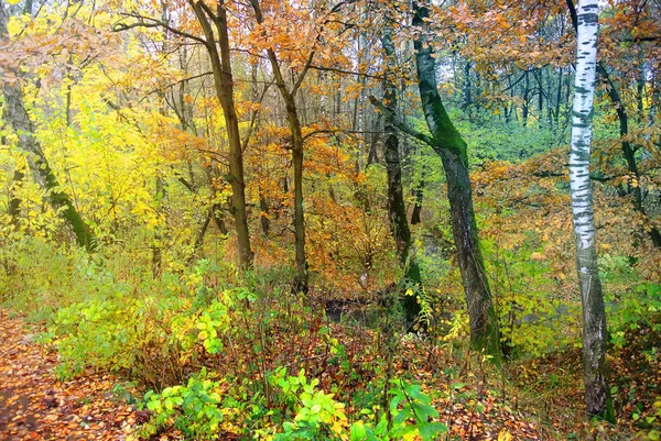 Los colores brillantes del otoño. La naturaleza de Moscú. 2017 — Foto de Stock