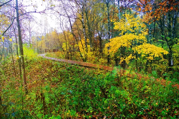 Los colores brillantes del otoño. La naturaleza de Moscú. 2017 — Foto de Stock