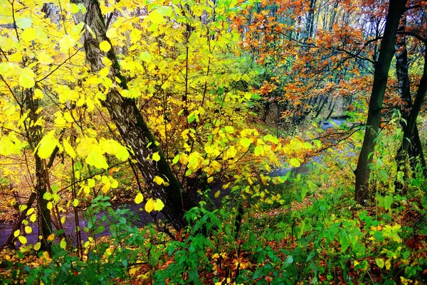 Los colores brillantes del otoño. La naturaleza de Moscú. 2017 — Foto de Stock