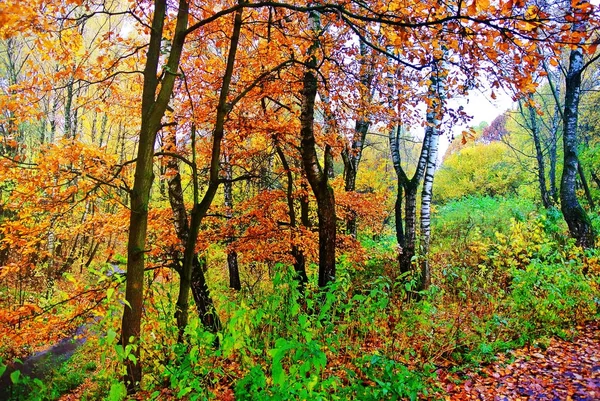 Los colores brillantes del otoño. La naturaleza de Moscú. 2017 — Foto de Stock