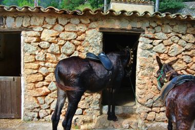 Bulgaristan'da bir çiftlikte evcil hayvan. Eylül 2017