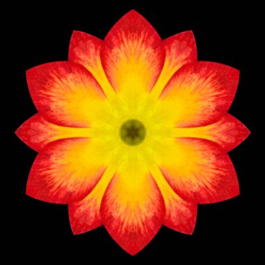 Siyah izole kırmızı çiçek Mandala Kaleidoscope