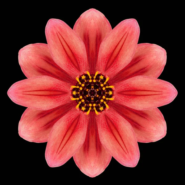 Caleidoscopio Mandala fiore rosso isolato su nero — Foto Stock