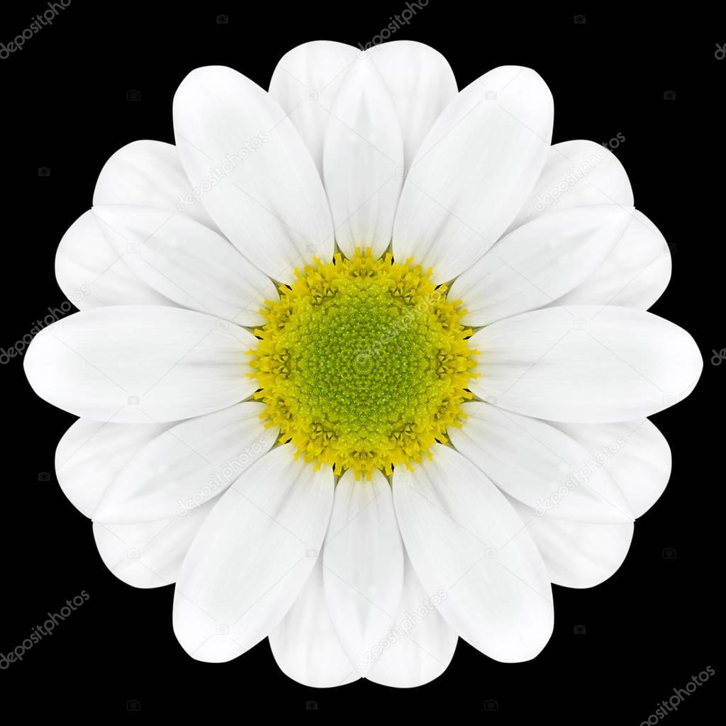 White Flower Mandala Kaleidoscope Isolated on Black