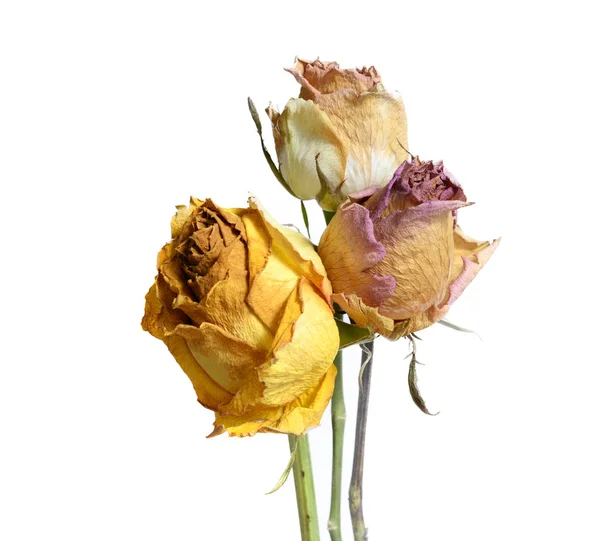 Drie verschoten verdorde Rose bloemen geïsoleerd op wit — Stockfoto