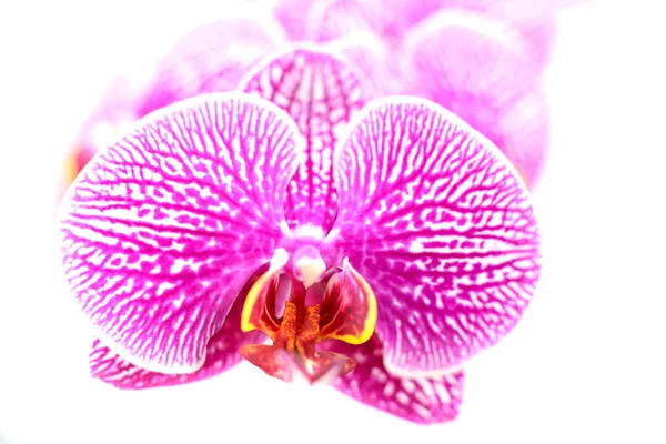 Крупним планом орхідеї квіти ізольовані на білому — стокове фото
