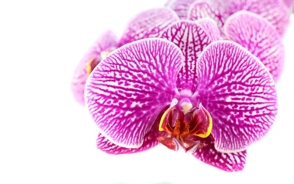 Крупним планом орхідеї квіти ізольовані на білому — стокове фото