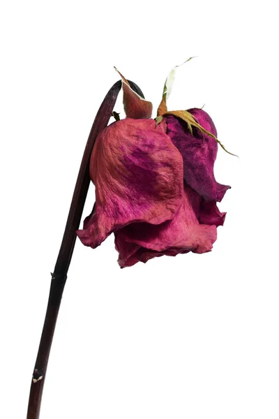 Flor de rosa marchita descolorida aislada en blanco Fotos de stock libres de derechos