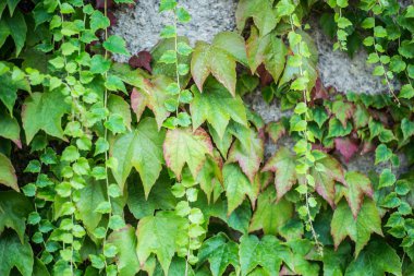 IVI duvar bitki örtüsü ile kaplı