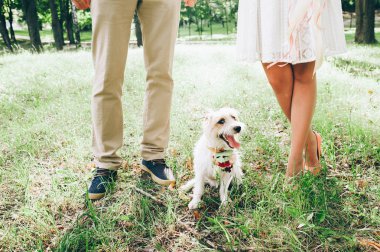 köpek çimlerin üzerine gelin ve damat ayaklı