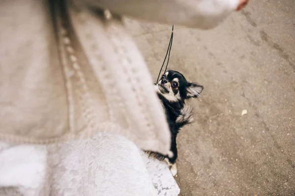 Невеста играет с собакой — стоковое фото