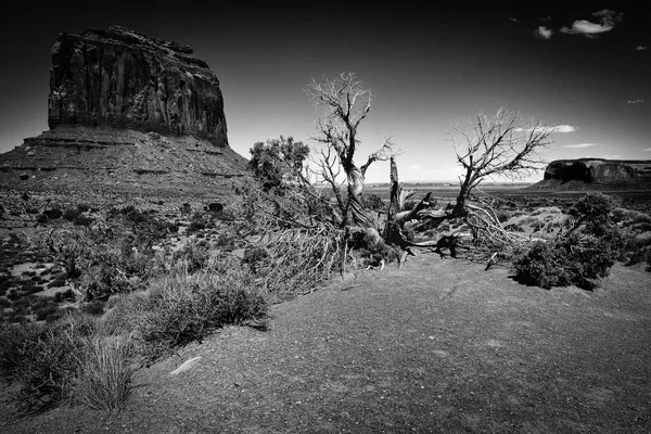 Strom v Monument Valley B&W — Stock fotografie