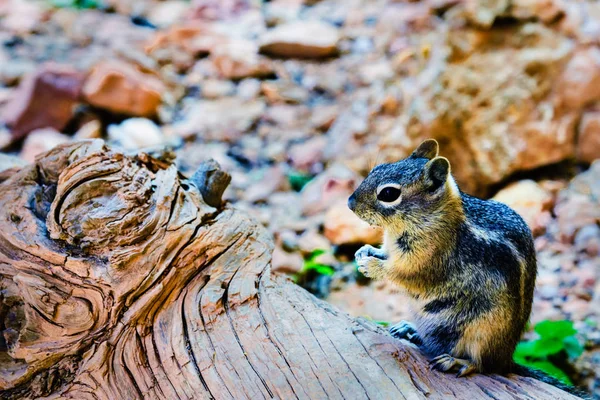 Lustiges Eichhörnchen im Wald — Stockfoto