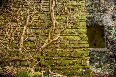 Duvardaki sarmaşık