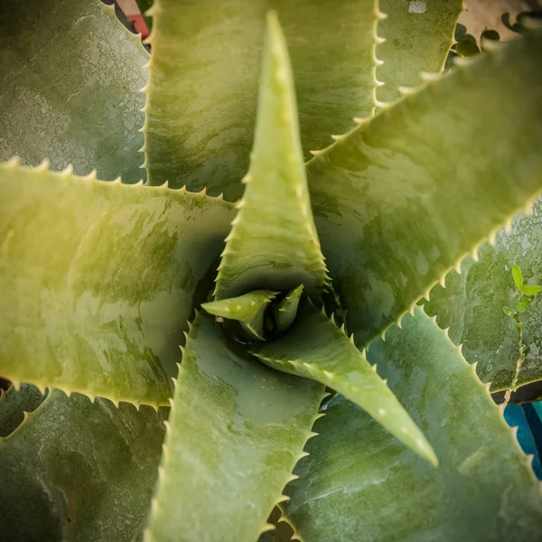Blätter der Aloe-Pflanze — Stockfoto