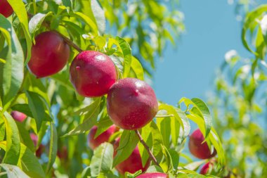 Brunch, mavi gökyüzü arka plan üzerinde sulu nectarinesn