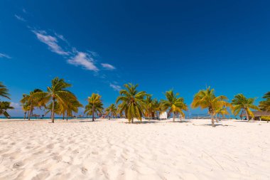 Beyaz kum ve palmiye ağaçları plajda Playa Sirena, Cayo Largo, Küba. Metin için yer kopyalayın.