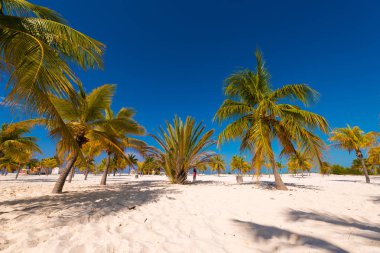 Beyaz kum ve palmiye ağaçları plajda Playa Sirena, Cayo Largo, Küba. Metin için yer kopyalayın.