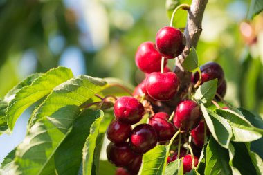 Sulu kırmızı kiraz kiraz ağacı üzerinde. Yakın çekim.