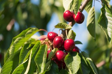 Sulu kırmızı kiraz kiraz ağacı üzerinde. Yakın çekim.