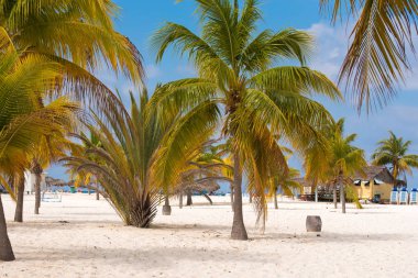 Beyaz kum ve palmiye ağaçları plajda Playa Sirena, Cayo Largo, Küba.