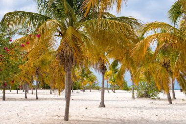 Beyaz kum ve palmiye ağaçları plajda Playa Sirena, Cayo Largo, Küba.