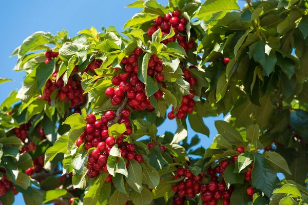 Kiraz dallan gökyüzüne karşı. Üzerinde mavi arka plan izole.