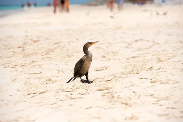 Pássaro na praia Playa Paraíso da ilha de Cayo Largo, Cuba. Espaço de cópia para texto . — Fotografia de Stock