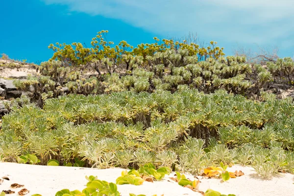 キューバ カヨ ラーゴ島の浜辺の植物。クローズ アップ. — ストック写真