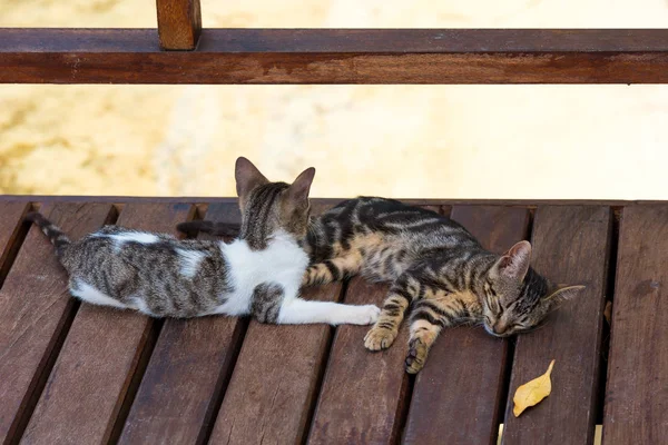 İki kedi dinlenme, Cayo Largo, Küba. 