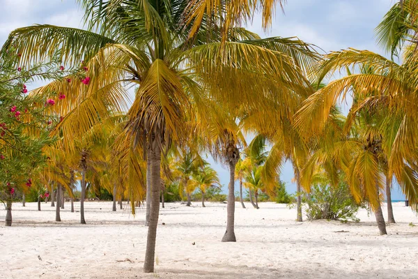 Beyaz kum ve palmiye ağaçları plajda Playa Sirena, Cayo Largo, Küba.
