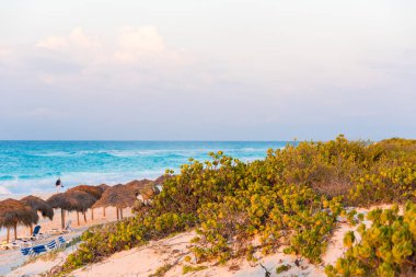 Bitkiler sahilde, ada Cayo Largo, Küba. Metin için yer kopyalayın. Yakın çekim.