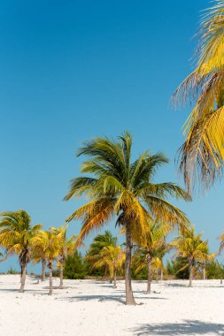 Cayo Largo, Küba plaj dalga yakın çekim. Yakın çekim.