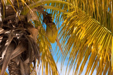 Sahilde Playa Sirena, Cayo Largo, Küba palmiyeler. Metin için yer kopyalayın. Yakın çekim.