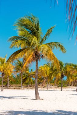Beyaz kum ve palmiye ağaçları plajda Playa Sirena, Cayo Largo, Küba. Dikey.