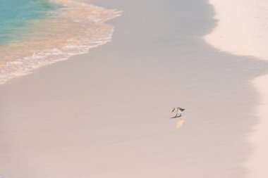 Kuş Playa cennet, ada, Cayo Largo, Küba plaj kıyısında.