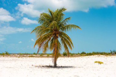Yalnız palmiye ağacı üzerinde plaj, Playa Sirena, Cayo Largo, Küba. Metin için yer kopyalayın.
