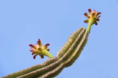 Çiçekli kaktüs. Üzerinde mavi arka plan izole. Metin için yer kopyalayın. Yakın çekim.