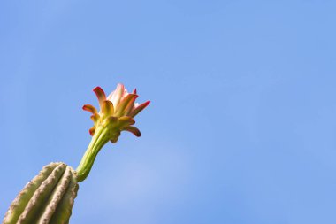 Çiçekli kaktüs. Üzerinde mavi arka plan izole. Metin için yer kopyalayın. Yakın çekim.