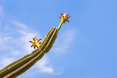Çiçekli kaktüs. Üzerinde mavi arka plan izole. Metin için yer kopyalayın. Yakın çekim.