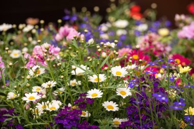 Parlak çiçekler. Yakın çekim.