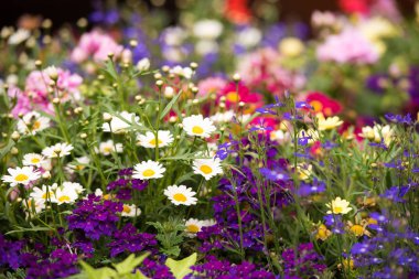 Parlak çiçekler. Yakın çekim.